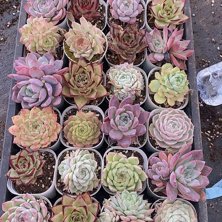 157 多肉植物组合盆栽花卉