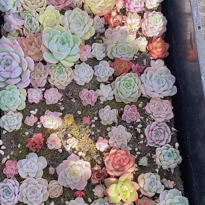 163 多肉植物组合盆栽花卉