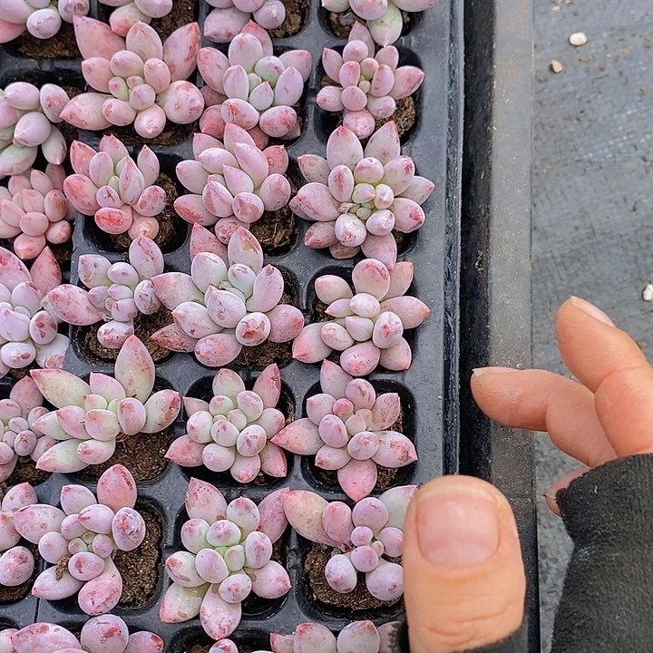 126 多肉植物盆栽花卉植物