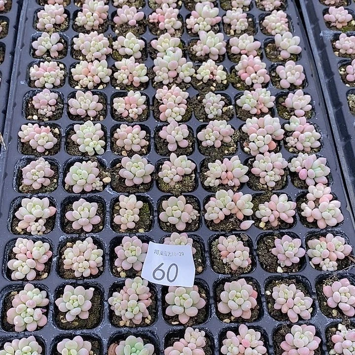 60 多肉植物组合盆栽花卉