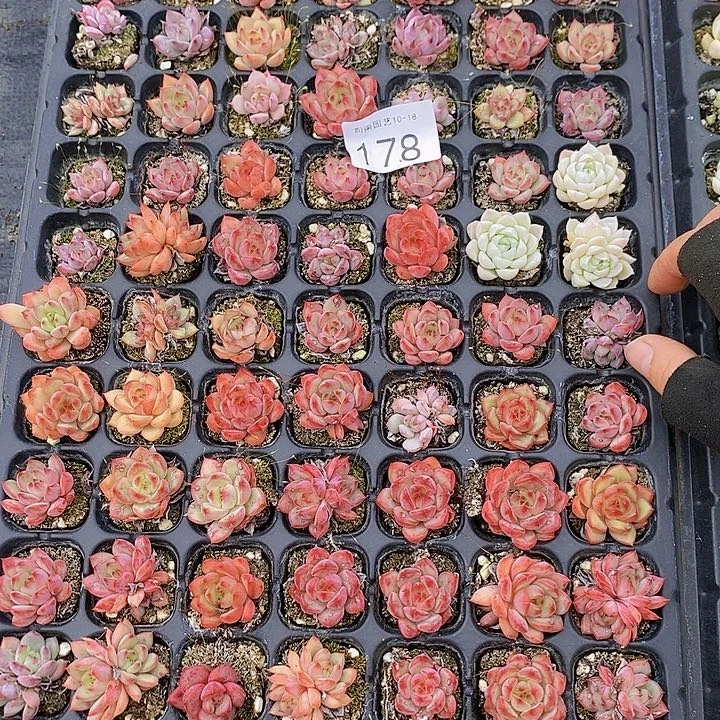 178多肉植物花卉植物盆栽