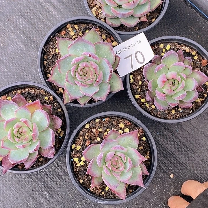 70 多肉植物盆栽植物花卉