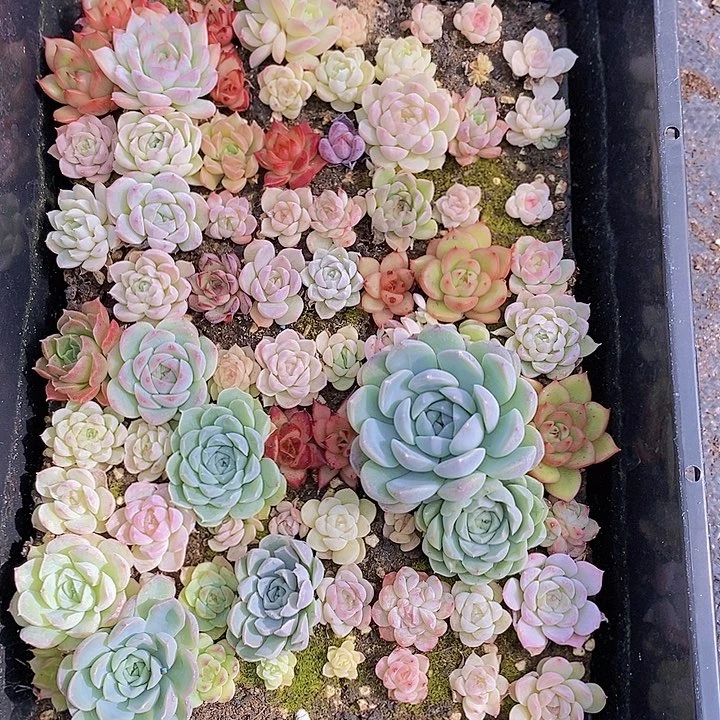 120 多肉植物盆栽花卉植物