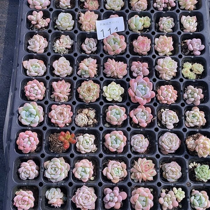 111 多肉植物盆栽花卉植物