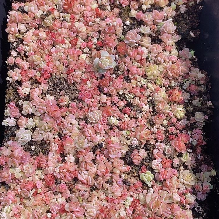 104 多肉植物组合盆栽花卉