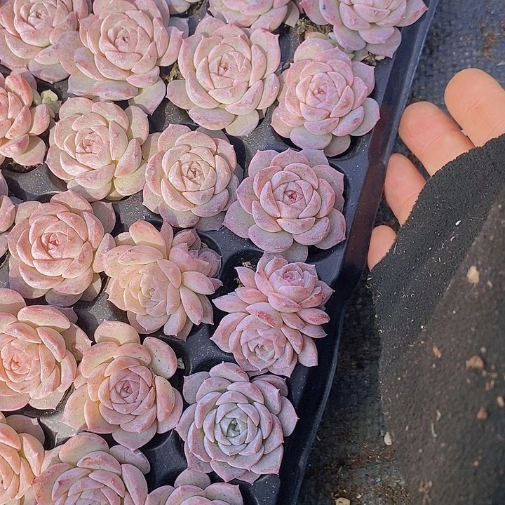 79 多肉植物组合盆栽花卉