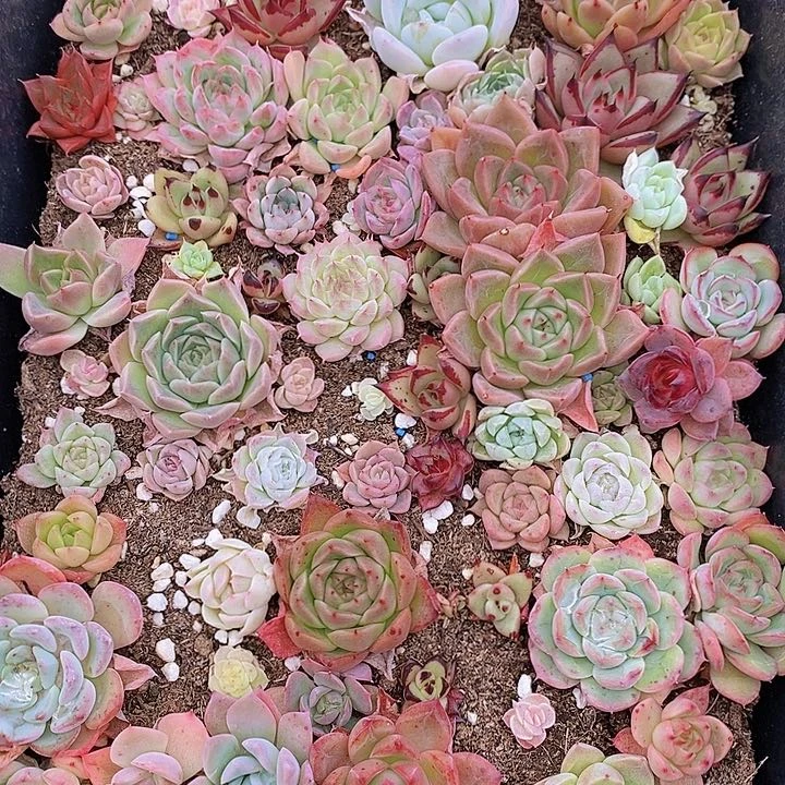 22 多肉植物组合盆栽花卉