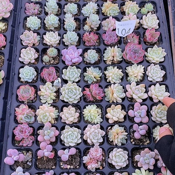 104 多肉植物组合盆栽花卉
