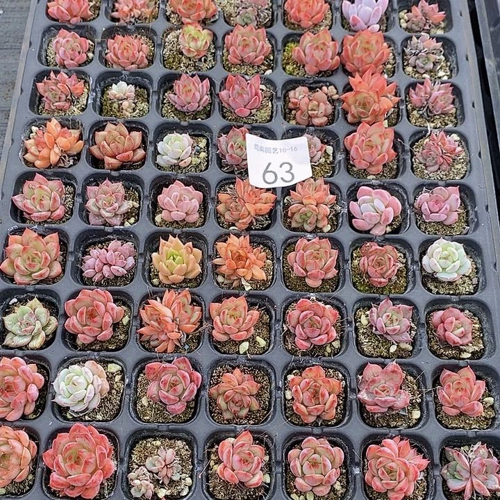 63 多肉植物盆栽植物花卉
