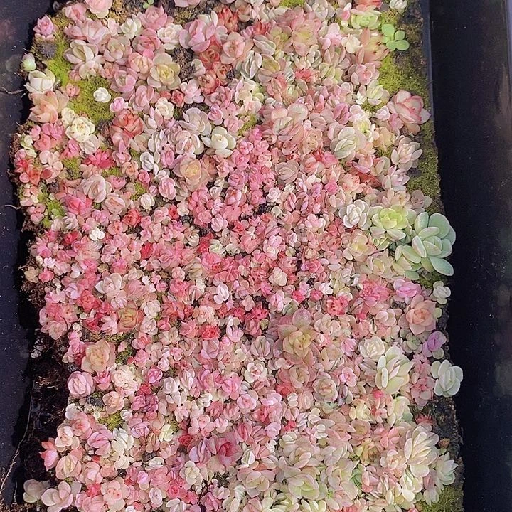 8 多肉植物组合盆栽花卉