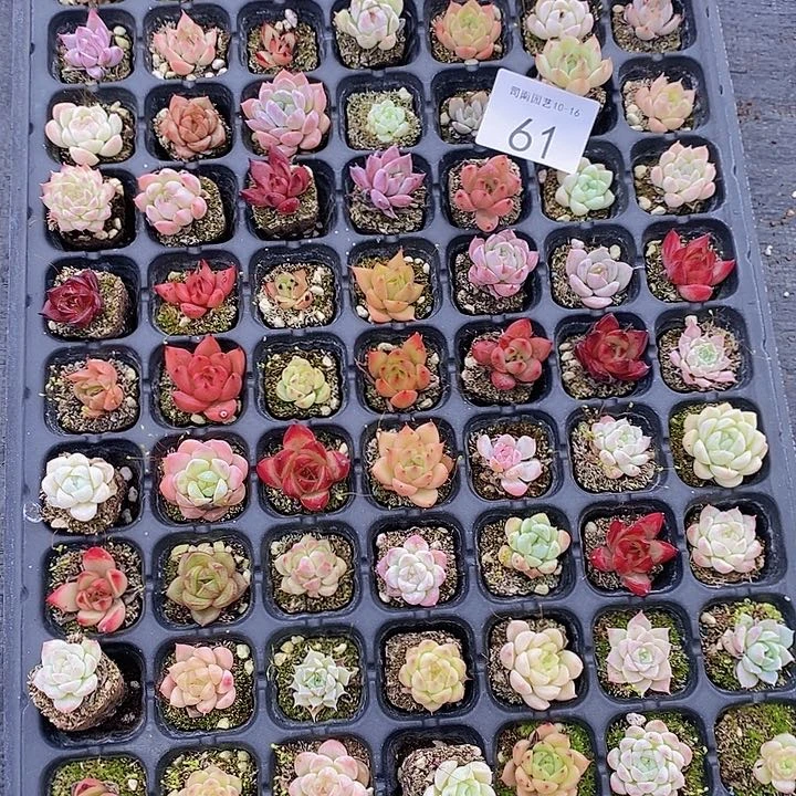 61 多肉植物盆栽植物花卉
