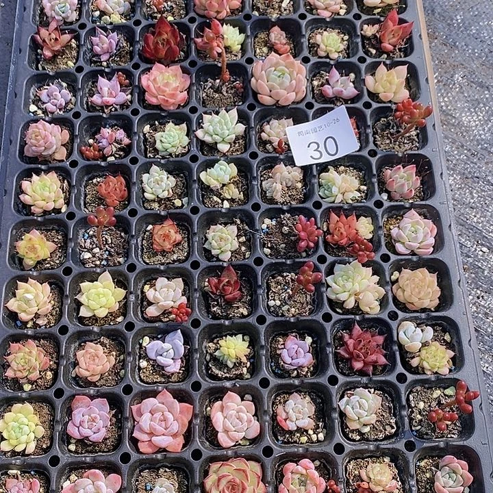 30 多肉植物组合盆栽花卉
