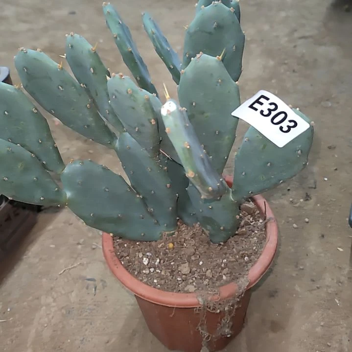 黑*龙爪掌1个303