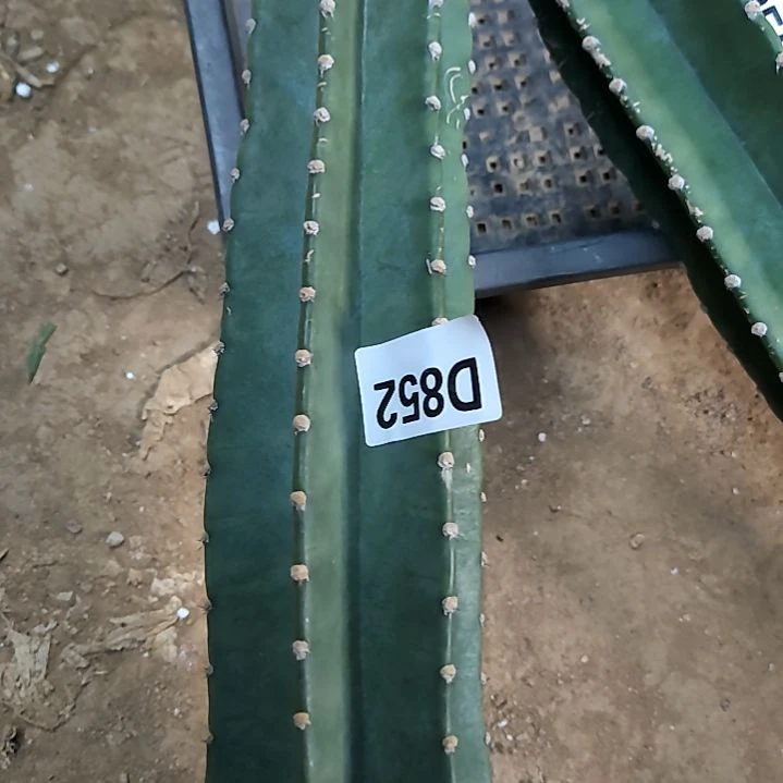 自****我嫁接量天尺柱九尾狐锦花852