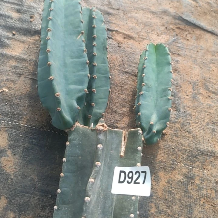 萌**奶量天尺1个927