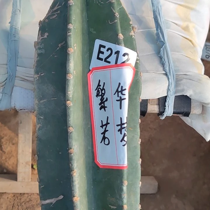 发寄养包，量天尺八色金妞212