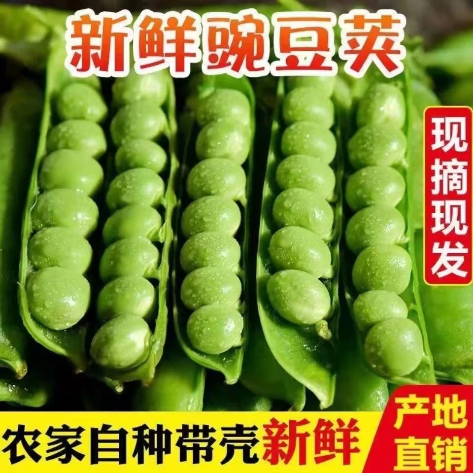 （水果豌豆7）新鲜甜豌豆云南带壳新鲜现摘水果豌豆农家豆荚5斤