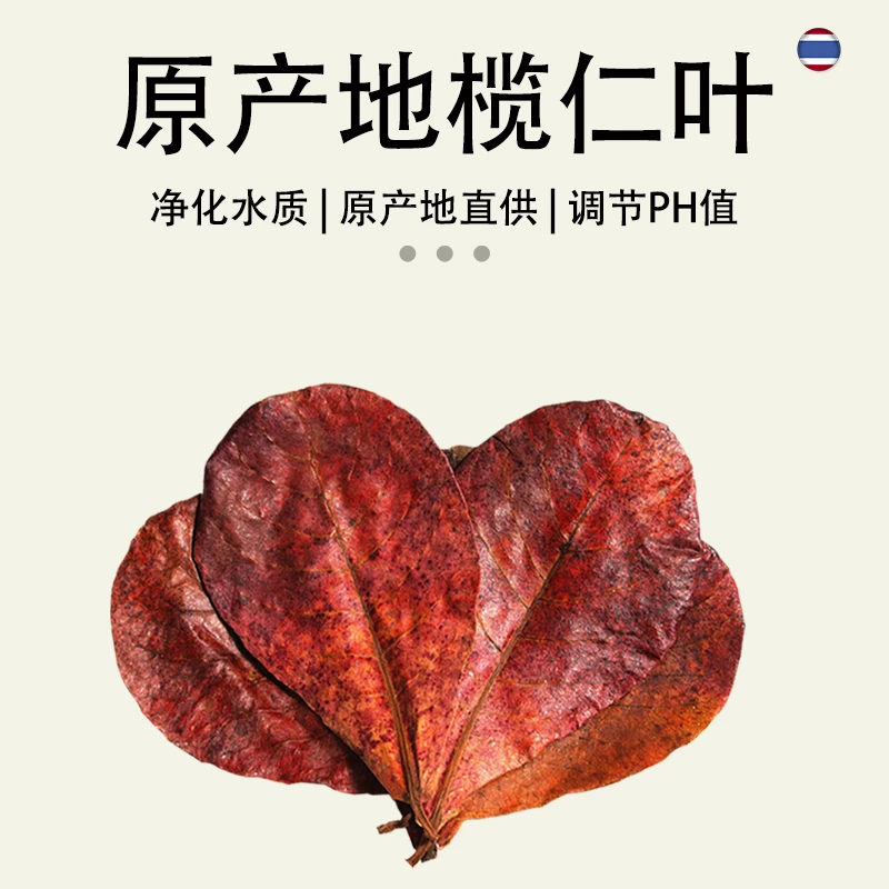 免煮榄仁叶斗鱼懒人叶鱼缸降酸PH值调节剂水族液态乌龟橄榄叶茶包