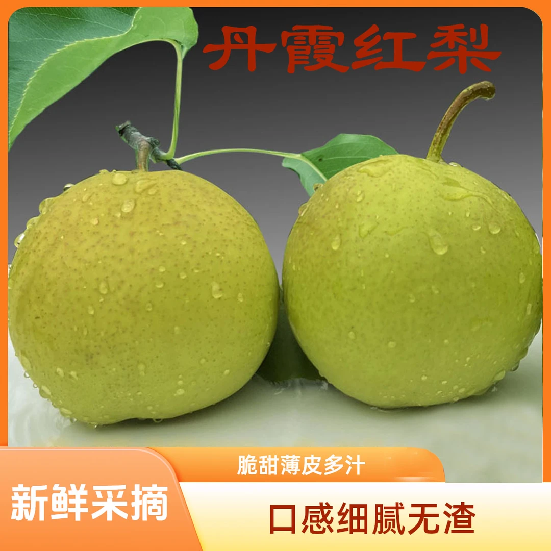 【新鲜采摘】应季头茬水果丹霞红酥梨新鲜水果脆甜薄皮多汁非砀山梨