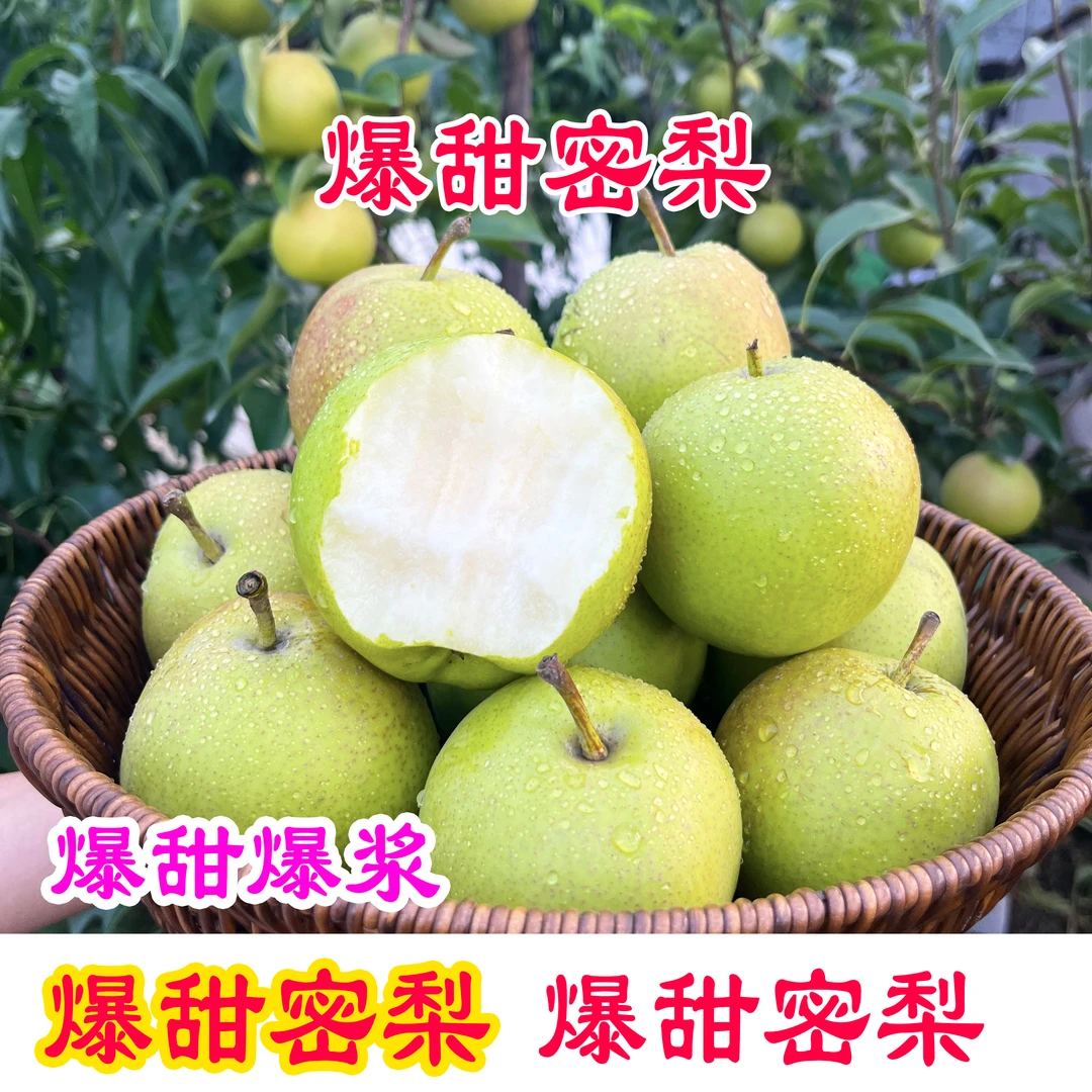 新鲜采摘应季头茬水果丹霞红酥梨早酥梨新鲜水果脆甜薄皮多汁青梨