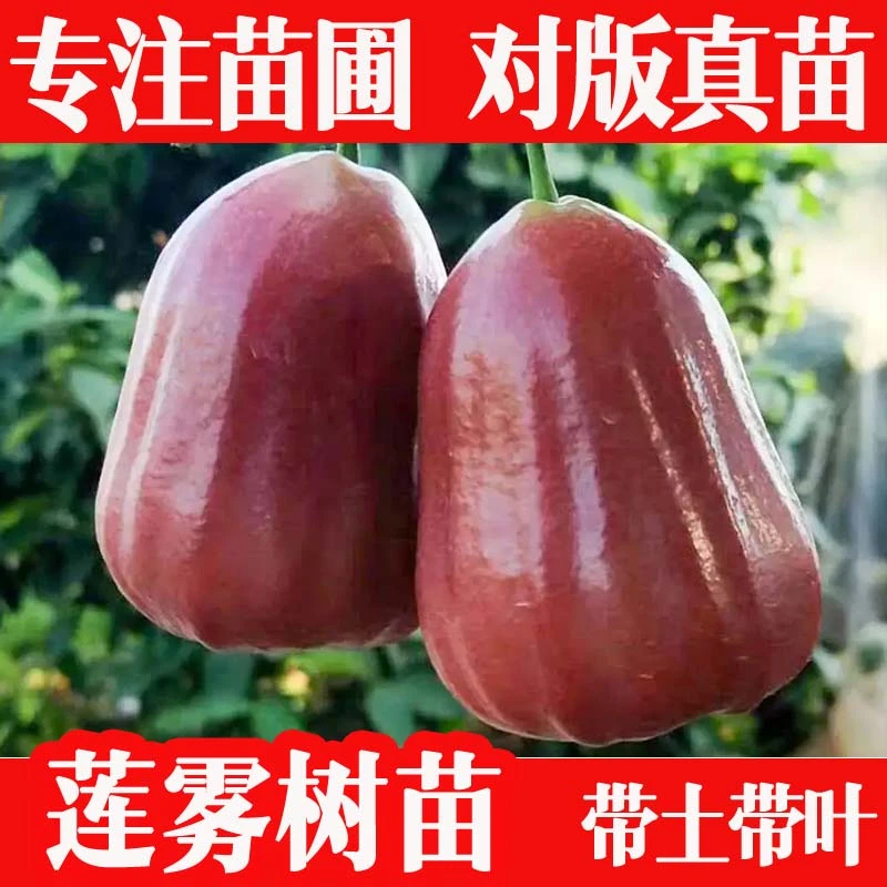 莲雾树苗正宗嫁接黑金刚莲雾果树黑糖芭比南方果树苗四季带土发货