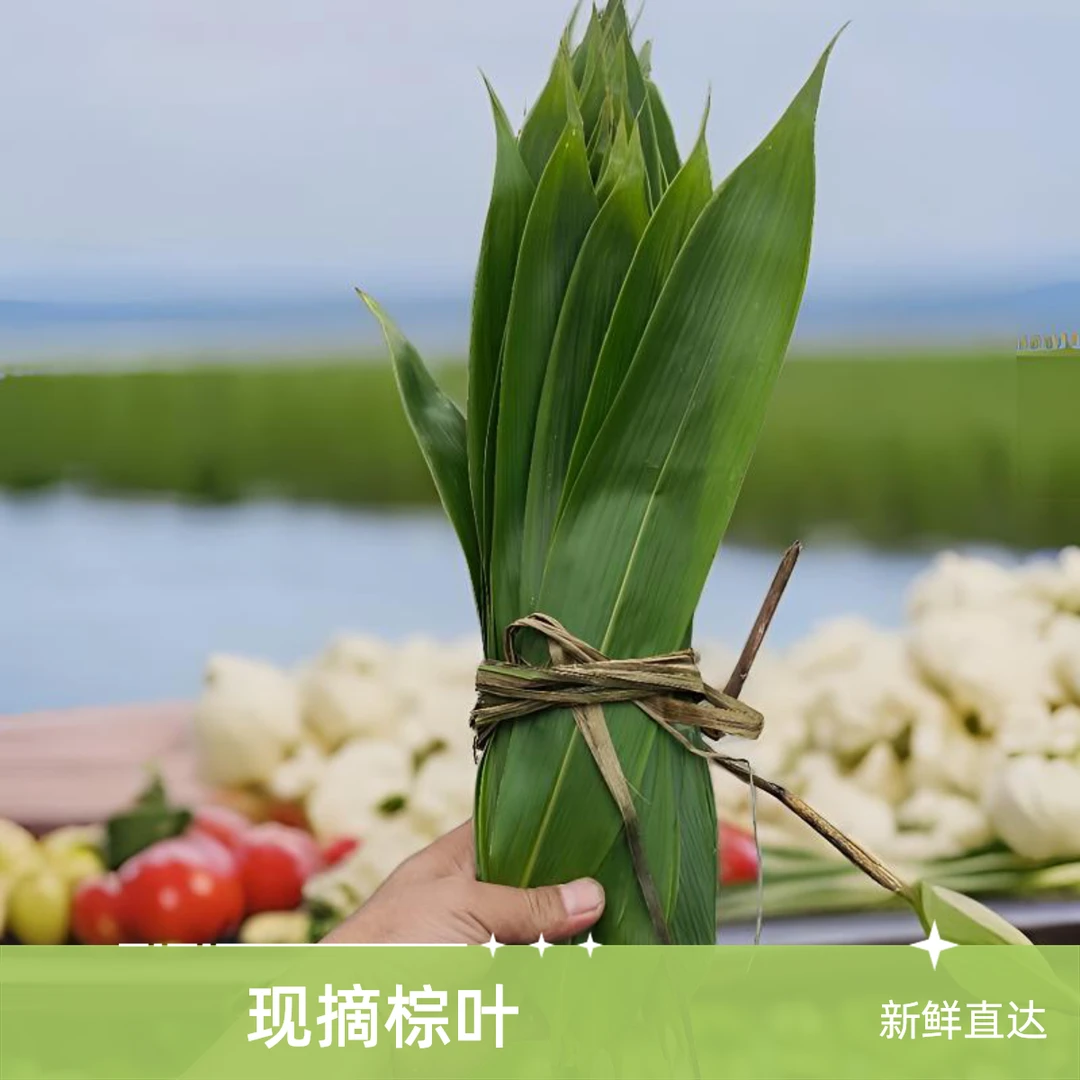 粽子叶粽叶新鲜大号150片免邮现摘棕叶野生特大粤北韶关箬叶端午