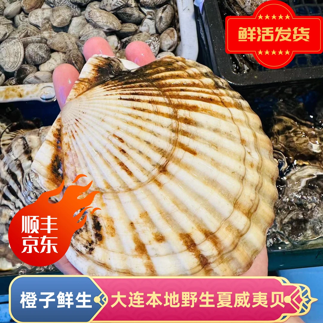 【现场称重】大连本地野生海捕夏威夷贝