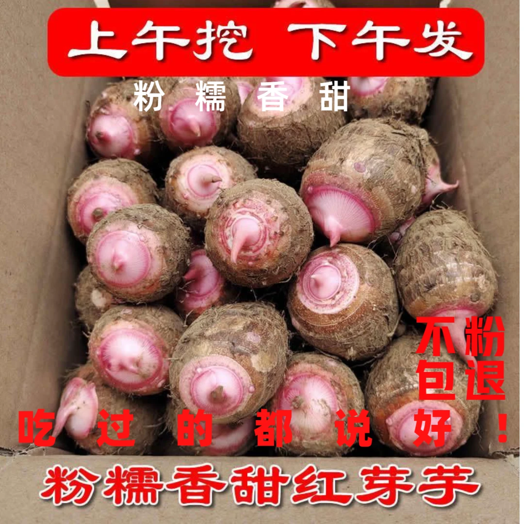 【早上挖下午发】正宗金华红芽芋奶香芋新鲜软糯高山原场地农场直发