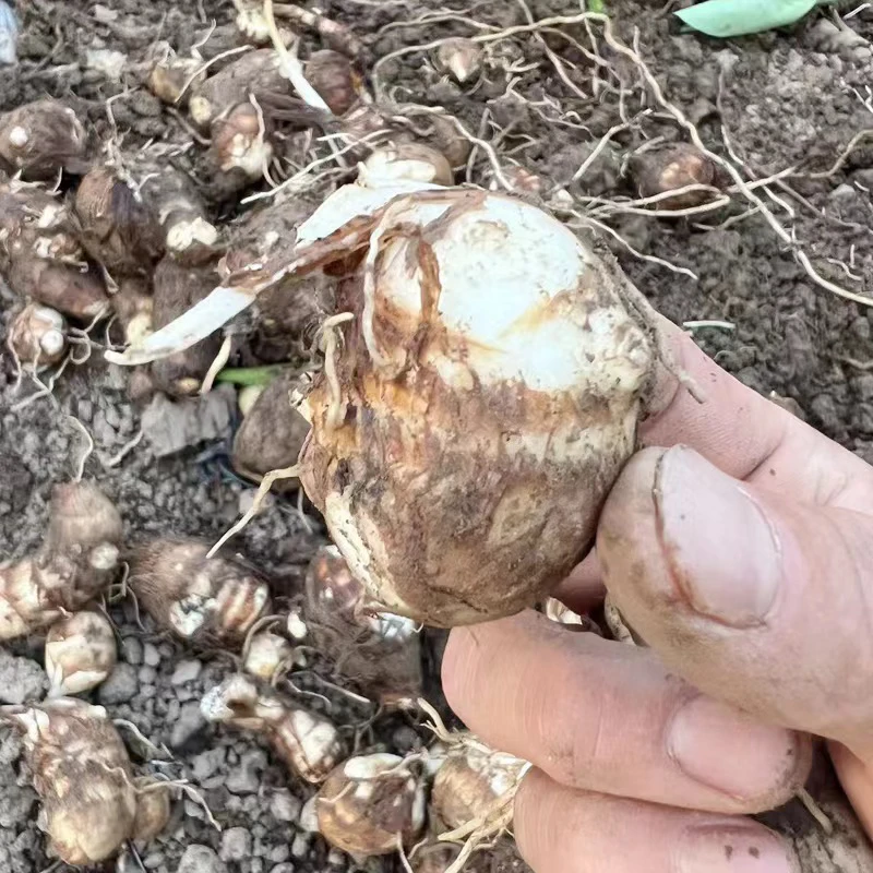 湖北荆州农家自种新鲜毛芋头现挖现发3斤/5斤