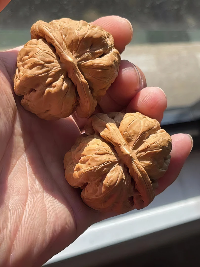 文玩核桃蛤蟆头精品货