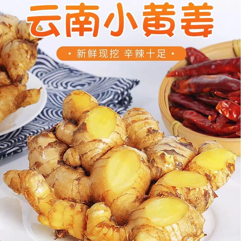 【现挖现发】云南新鲜小黄姜生姜新鲜黄姜土姜现挖姜鲜姜