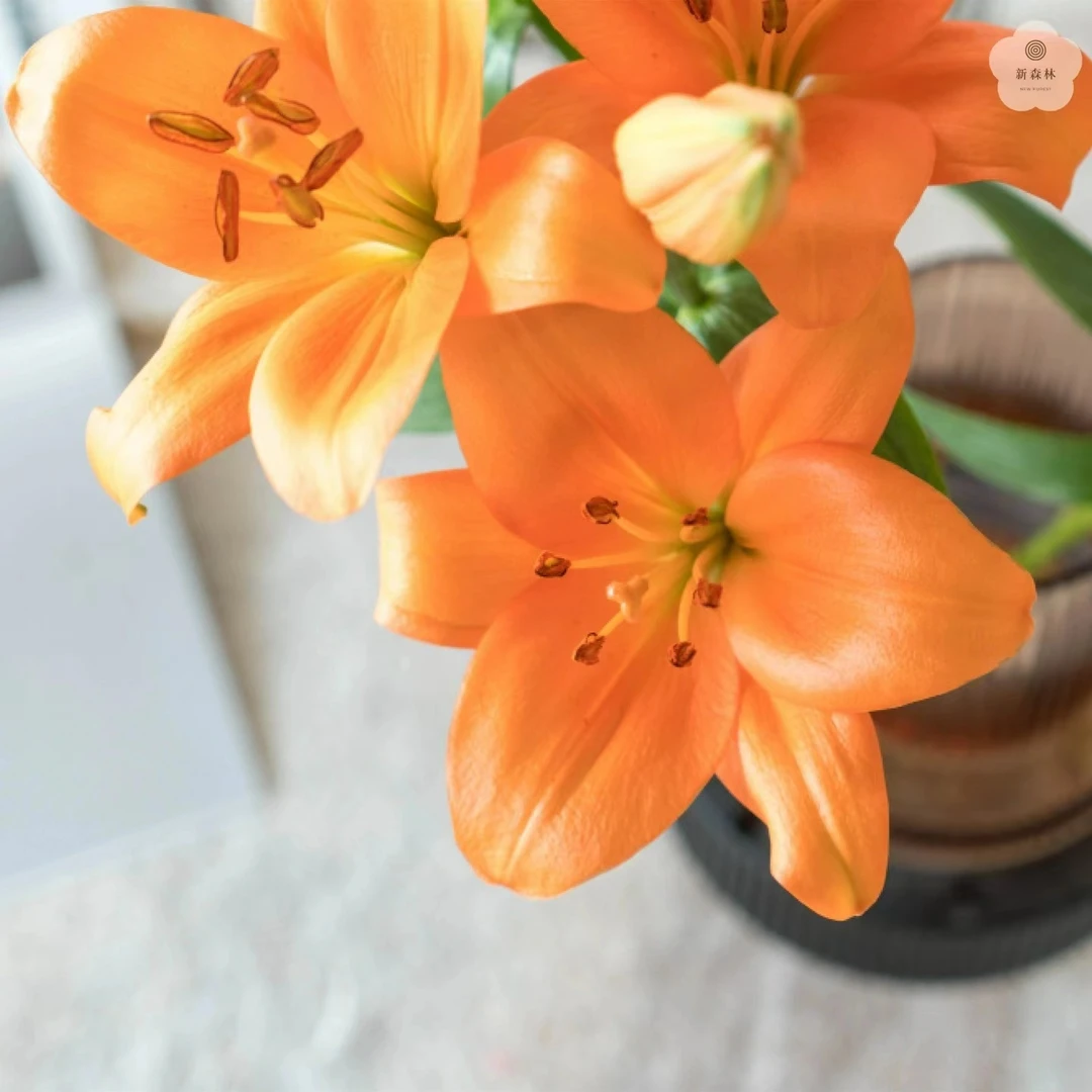 西哥【橙色梦想】亚百合斗南花市基地直发云南鲜花基地直发高品质