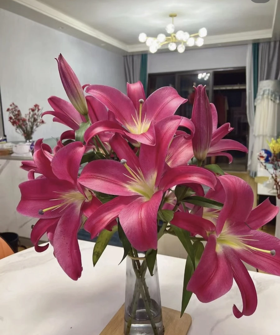 竟争红百合富贵花水养鲜切居家插瓶北京直发顺丰包邮