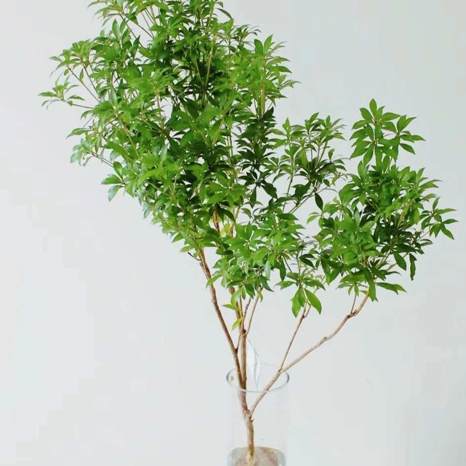 马醉木绿植物水培鲜切家居装饰高端养护生长（其它型号有货客服）