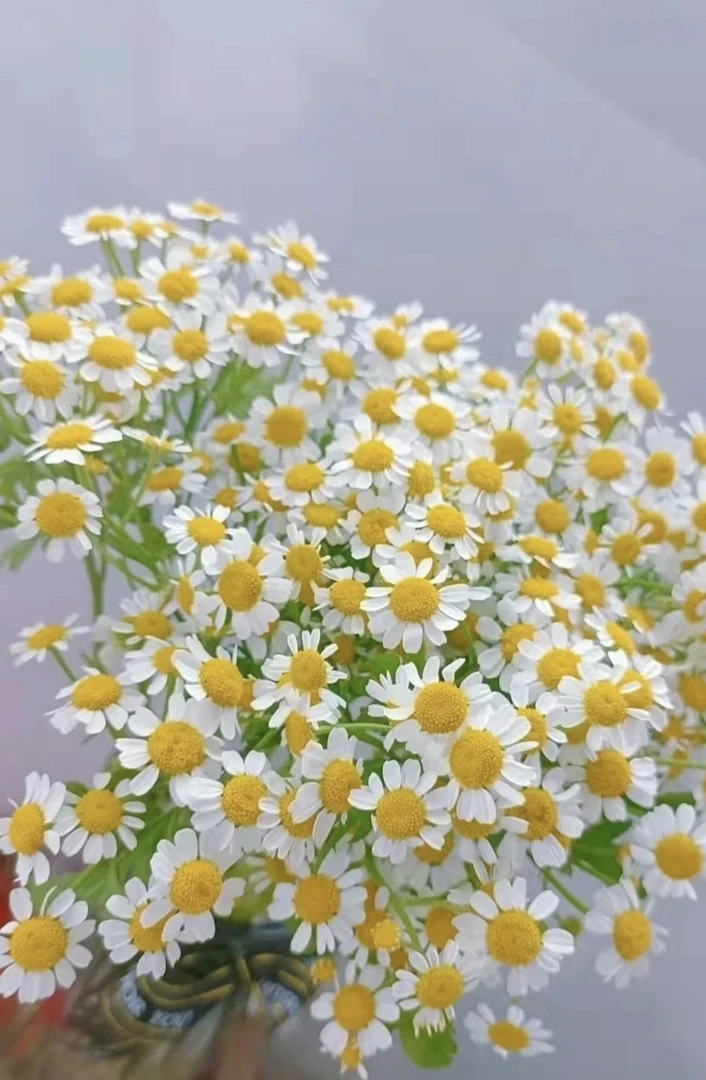 洋甘菊10枝十顺丰包邮十保鲜剂