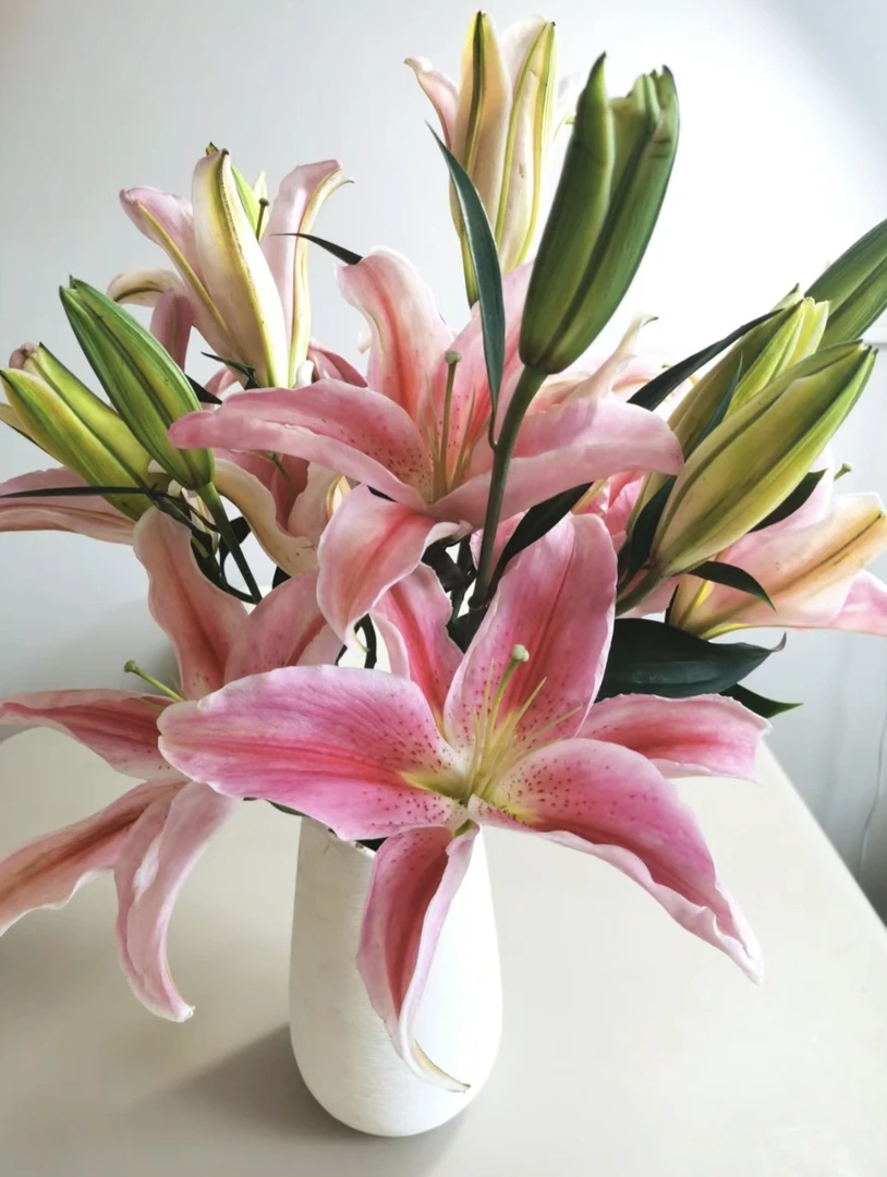 罗帝百合5枝十包邮十保鲜剂