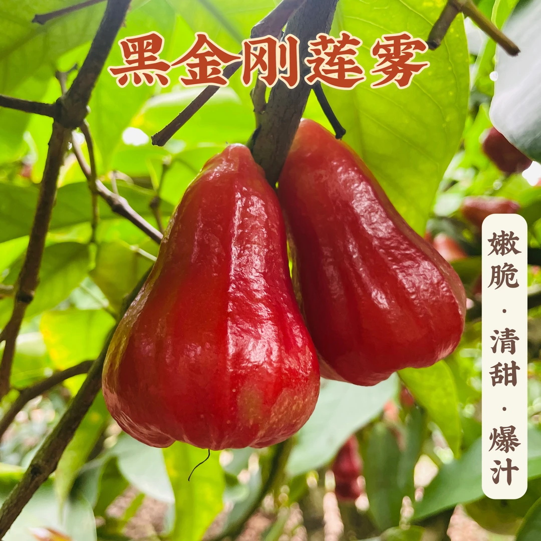 【顺丰】海南高山黑金刚莲雾  补水清甜 高成熟度采摘 孕妇水果