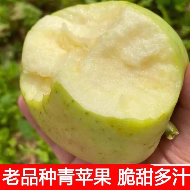 新疆阿克苏王林苹果脆甜青苹果水果新鲜当季整箱雀斑丑苹果包邮
