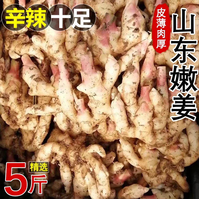 【超低价】山东嫩姜仔姜生姜鲜姜红芽姜农家新鲜姜芽3/5/7斤包邮