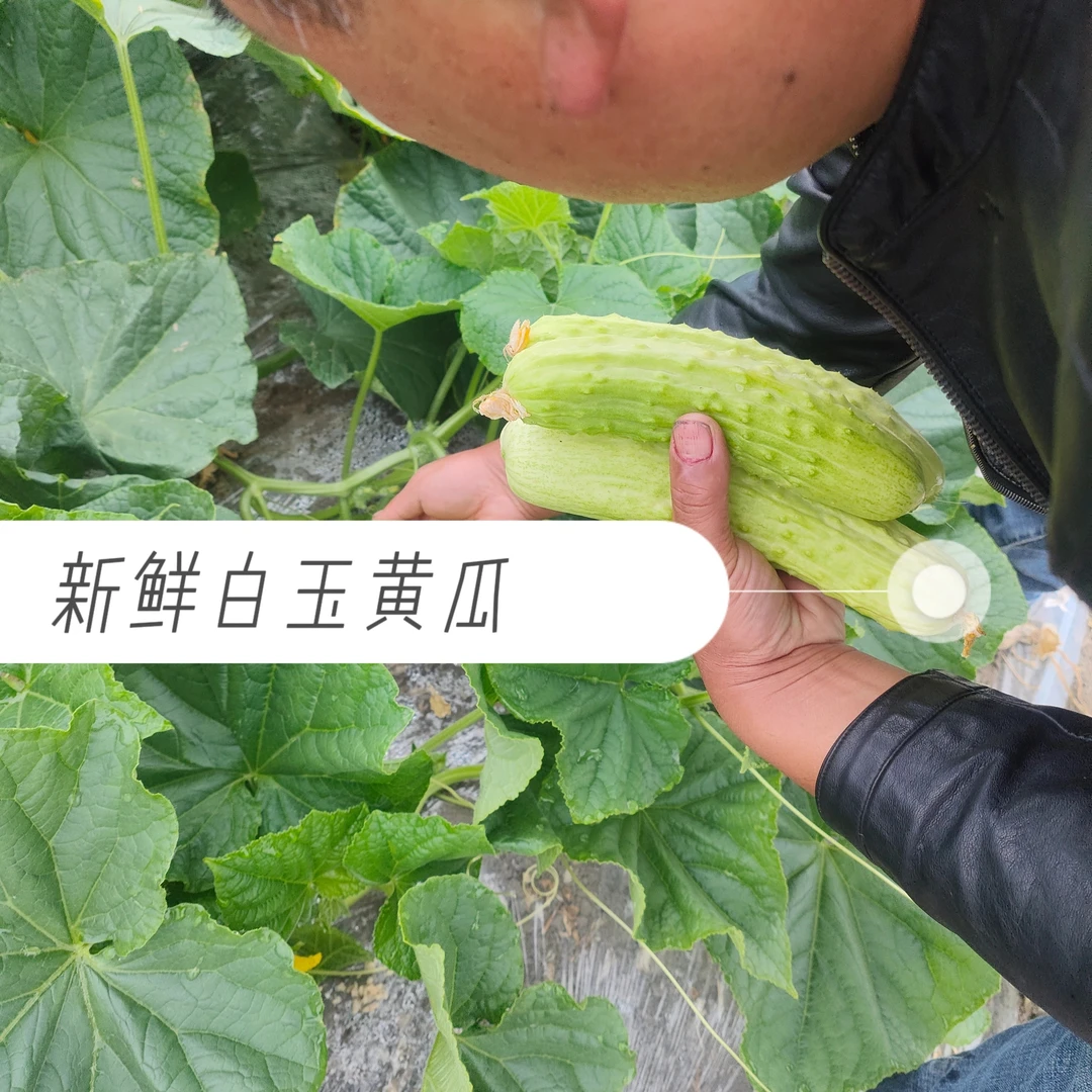 黄瓜新鲜白玉黄瓜大棚种植现摘现发