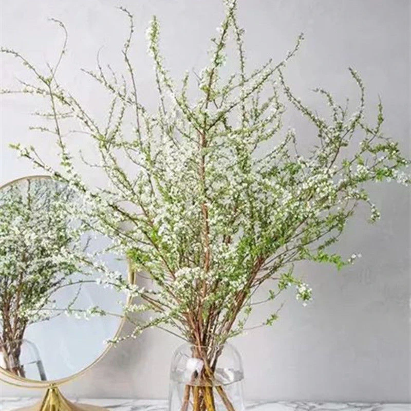冬季雪柳干枝花水培绿植室内九死还魂发财树千年木龟背竹水培植物