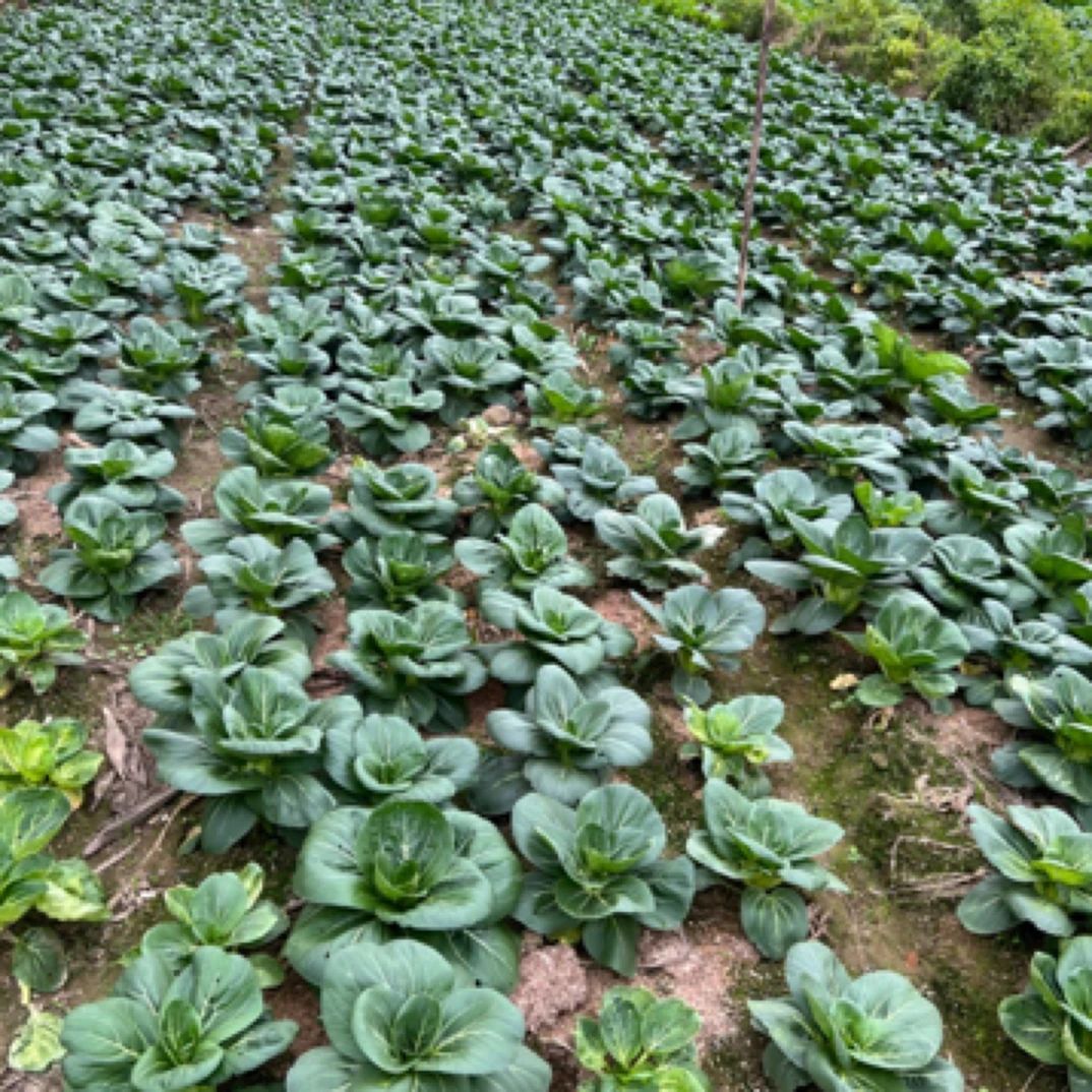 【打霜白菜】江西本地农家露天种植现摘现发