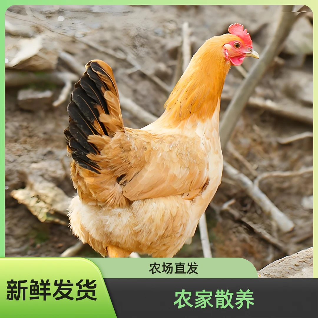 （顺丰包邮）两年老母鸡2只净重5.5斤以上带内脏 农村散养 新鲜发货