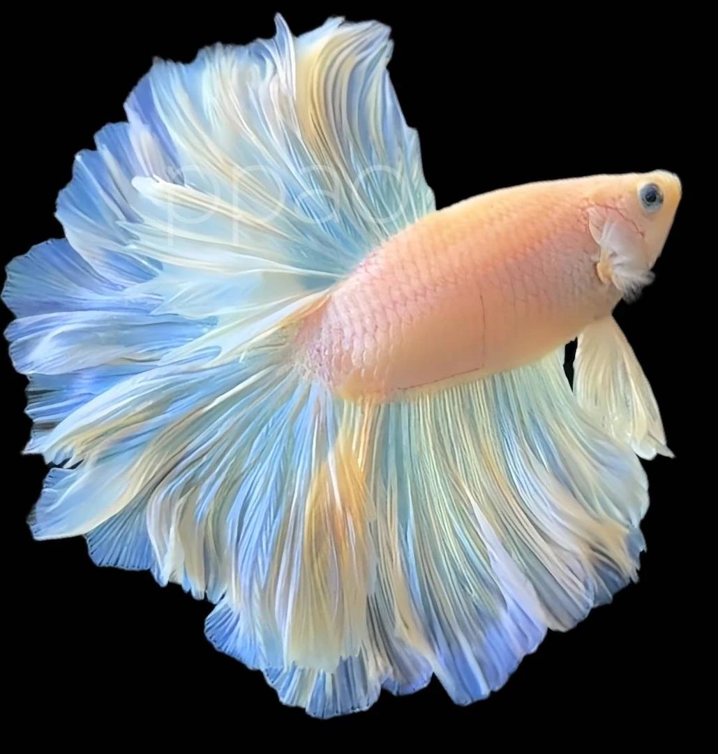 241-320号泰国斗鱼活体小型观赏婚纱仙仙鱼精品半月超厚尾将军