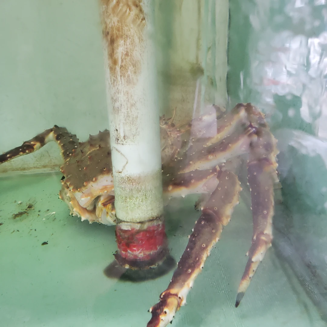 无品牌鲜活帝王蟹