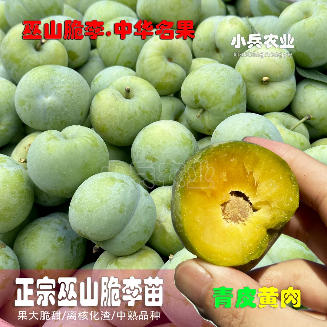 巫山脆李中熟青皮黄肉品种正宗树苗（小兵农业）