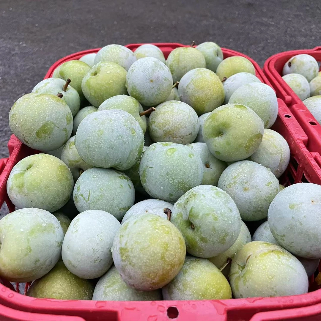 （这是枝条不是树苗）金秋晚脆李枝条嫁接专用{小兵推荐}