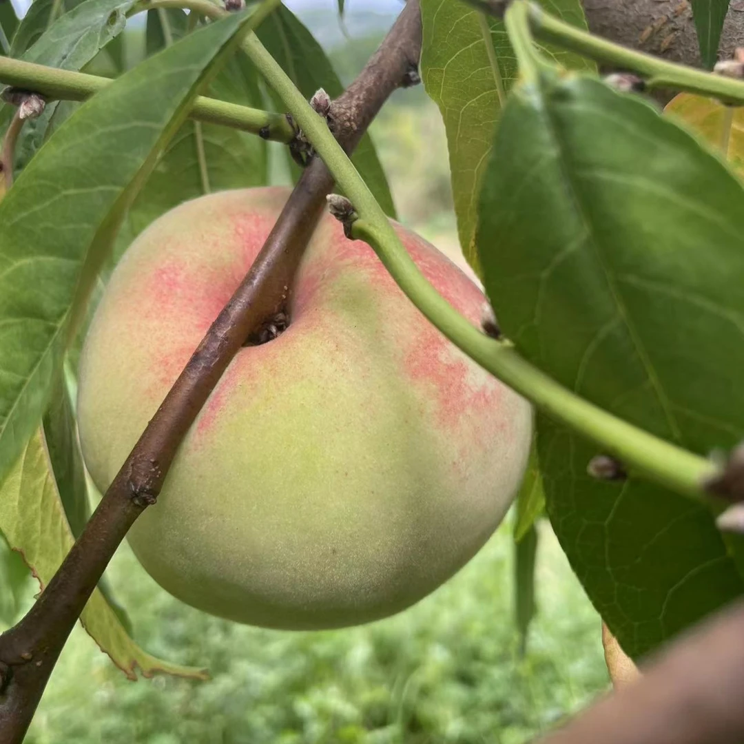 晚熟冬桃品种嫁接苗可以盆栽李子