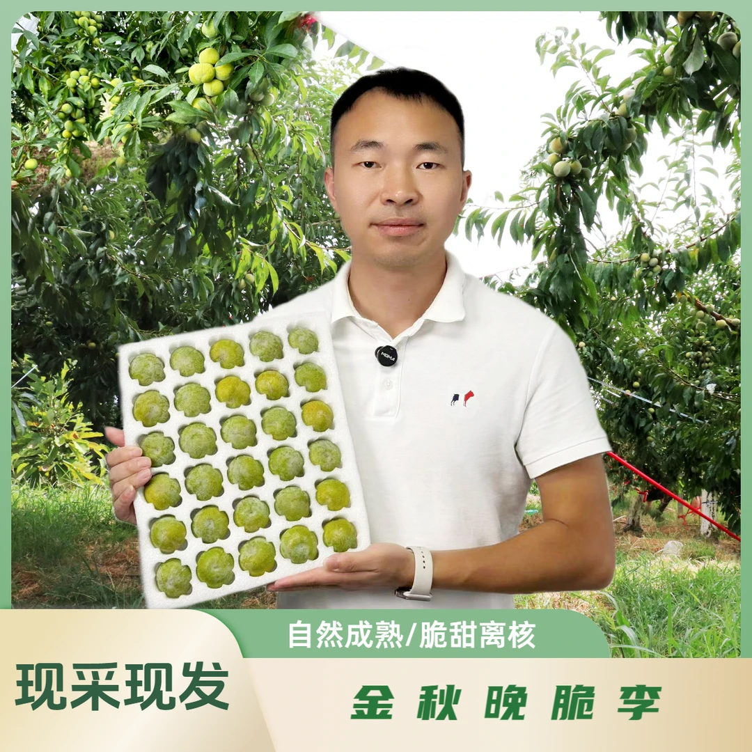 金秋晚脆李脆甜离合化渣晚熟李子（快递发货8成熟，介意勿拍。）