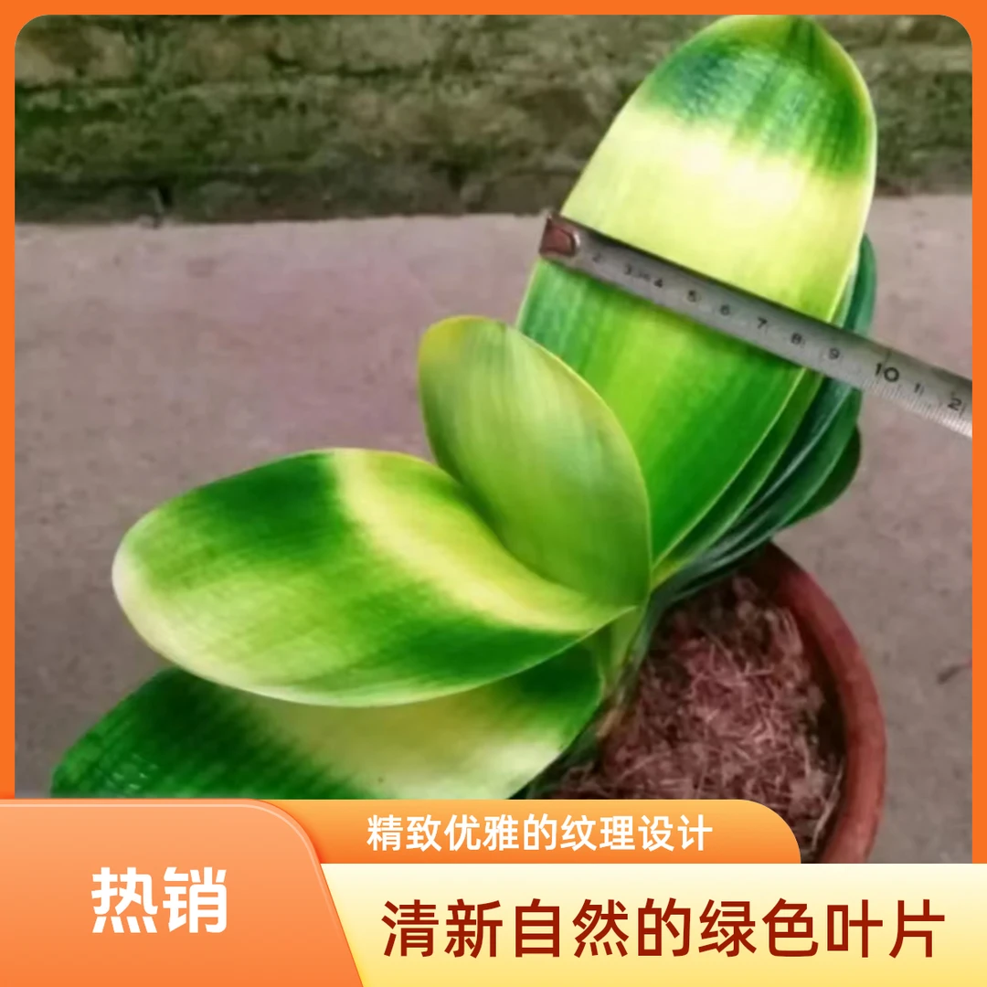 高端佛光君子兰拥有佛光万事安康专用